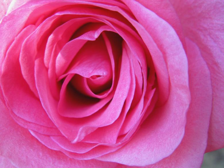 Free stock image of Close-up of Bright Pink Rose created by Lindy Thibodaux