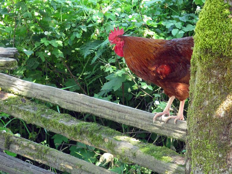 Free stock image of Curious Rooster on Split-rail Fence created by Lindy Thibodaux