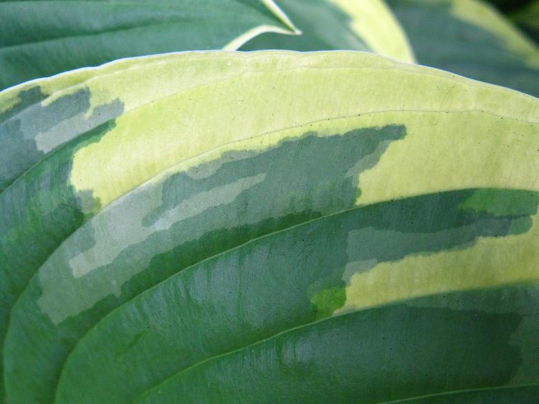 Free stock image of Extreme Close-up of Variegated Hosta Leaf created by Lindy Thibodaux