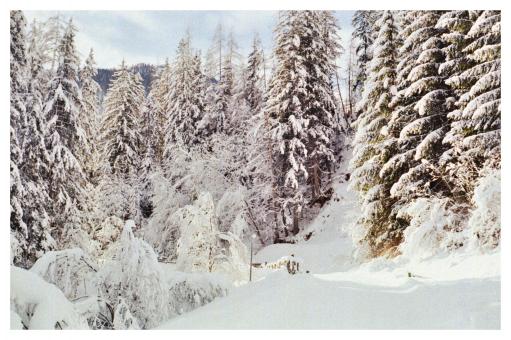Winter Woods