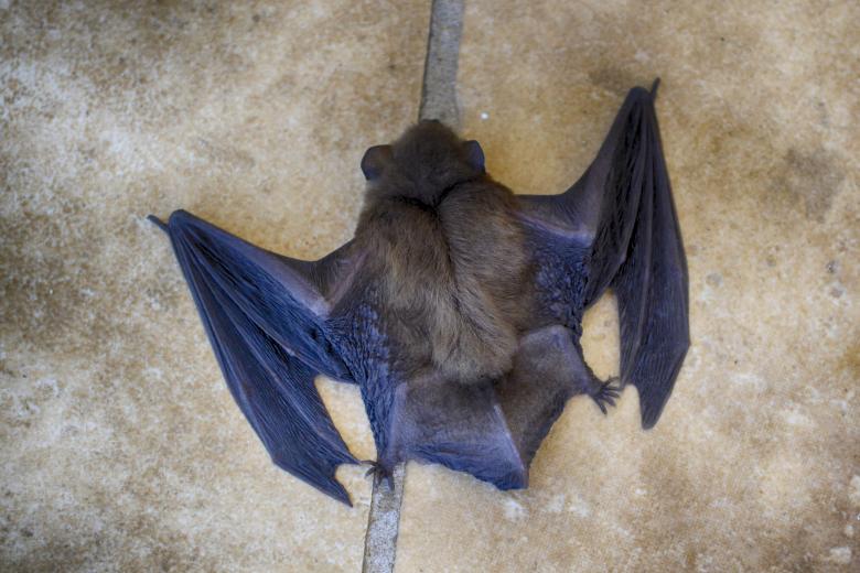 Free stock image of Bat Close up created by Ulei de masline din Olympia