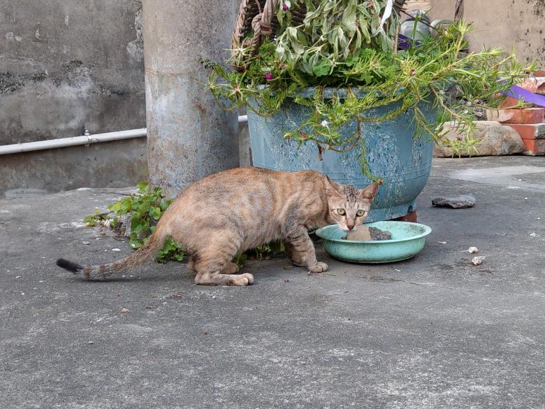 Free stock image of Hungry Cat created by Weng Bee