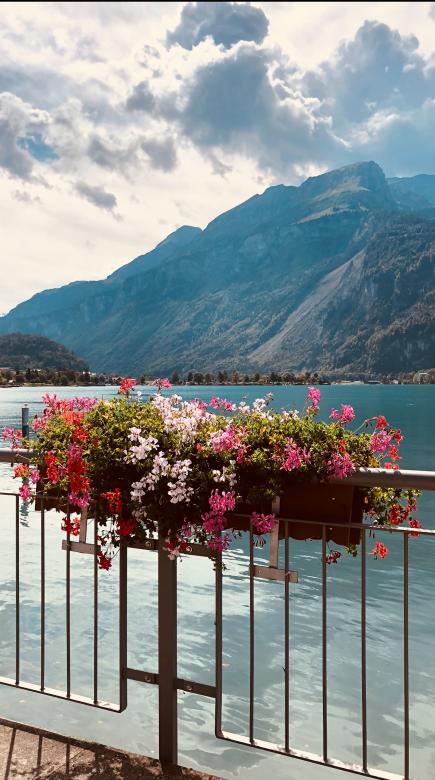 Free stock image of Flowers with Mountain Background created by Hudafaqeeh