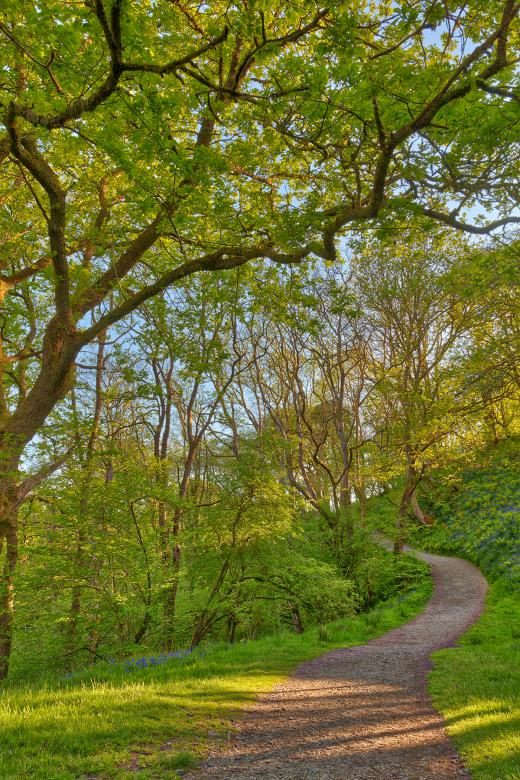 Free stock image of Golden Hour Forest Trail - Brecon Beacons created by Nicolas Raymond