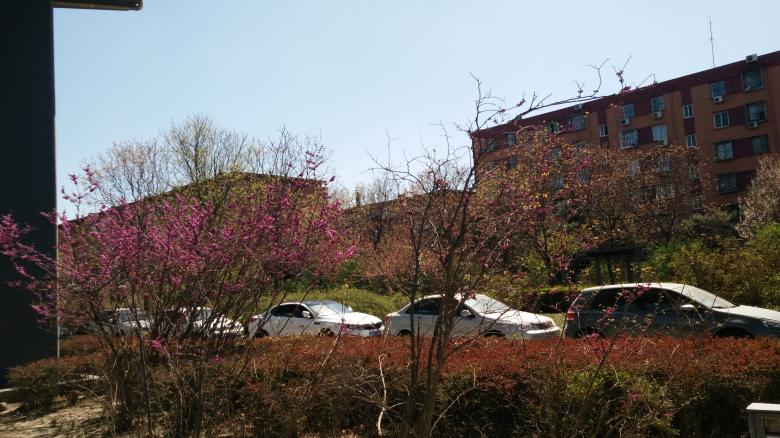 Free stock image of Trees Facing the Street created by G xm