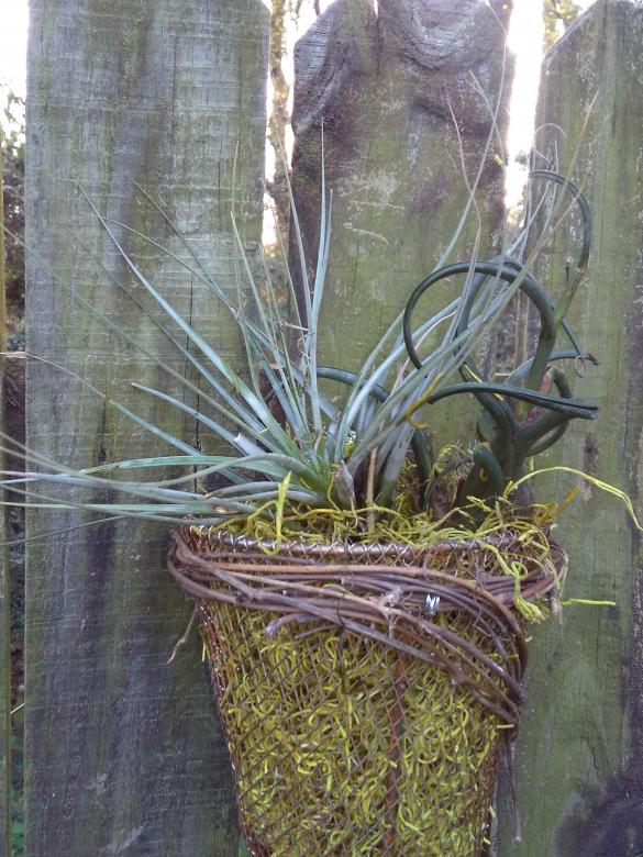 Free stock image of Air Plant Cone created by LAURA ZIMMERMAN