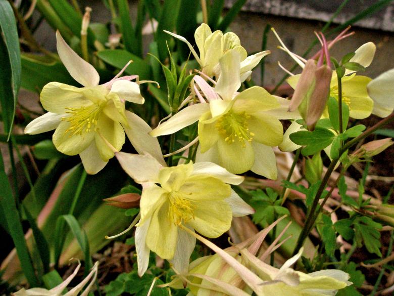 Free stock image of Columbine created by Michele Moss