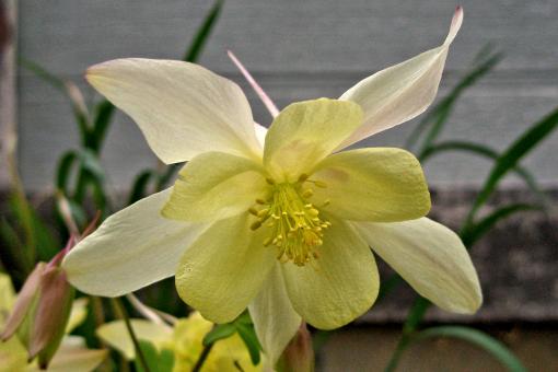 Columbine