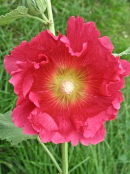 Dark Pink Hollyhock