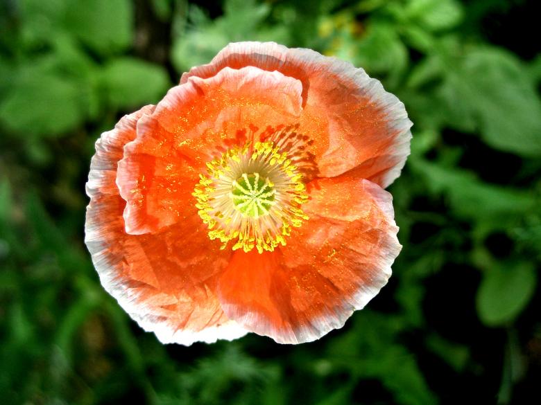 Free stock image of Orange Poppy created by Michele Moss