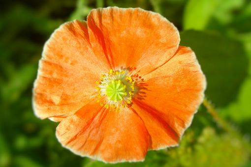 Orange Poppy - Free Stock Photo