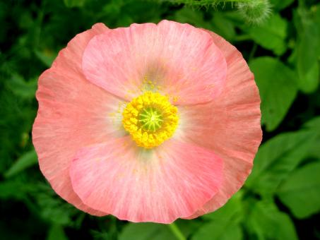 Pink Poppy