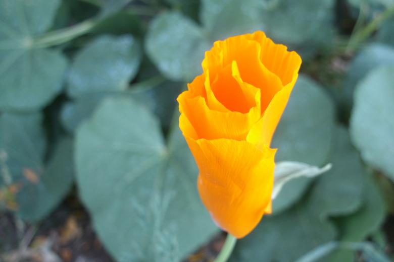 Free stock image of Poppy created by Michele Moss