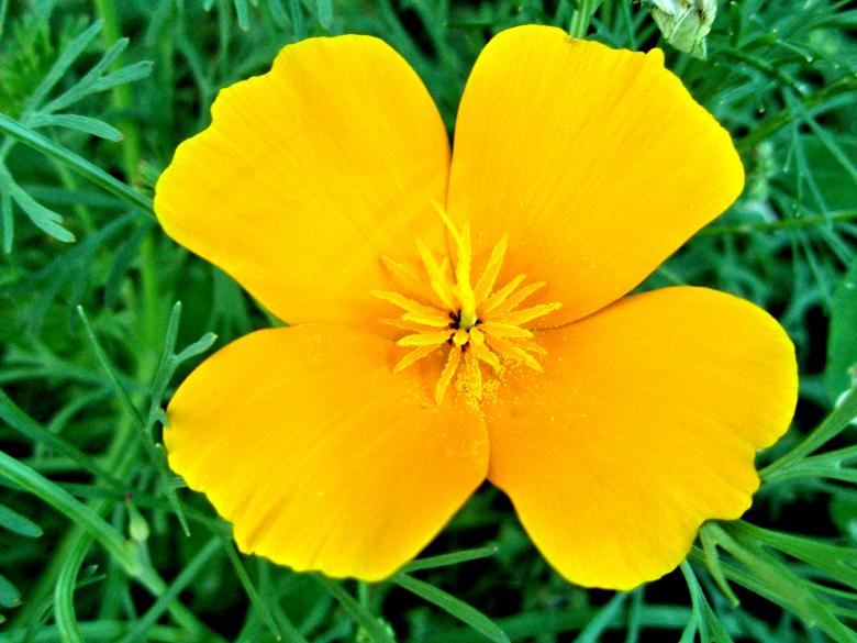 Free stock image of Yellow Poppy created by Michele Moss