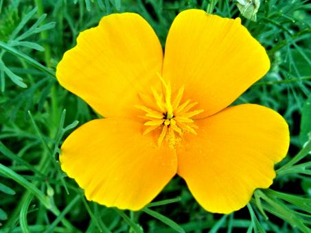 Yellow Poppy - Free Stock Photo