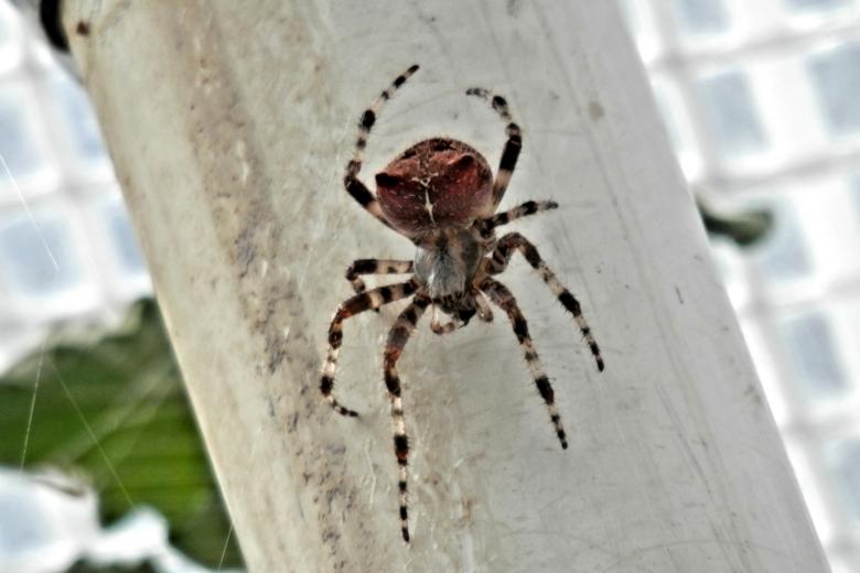 Free stock image of Orb Spider created by Michele Moss