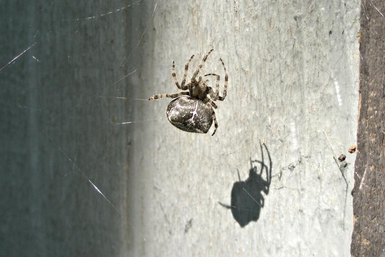 Free stock image of Orb Spider in the Sun created by Michele Moss