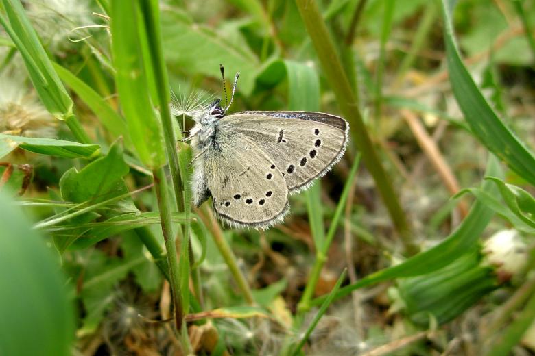 Free stock image of Silvery Blue Butterfly created by Michele Moss