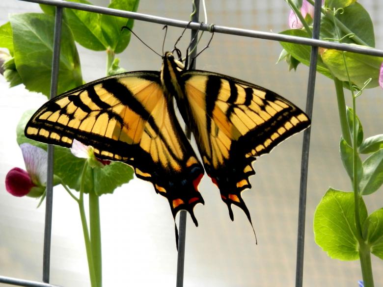 Free stock image of Two-tailed Swallowtail Butterfly created by Michele Moss