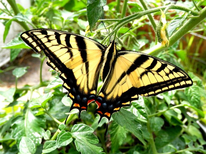 Free stock image of Two-tailed Swallowtail Butterfly created by Michele Moss