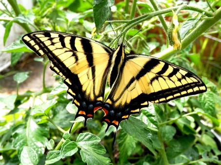 Two-tailed Swallowtail Butterfly - Free Stock Photo