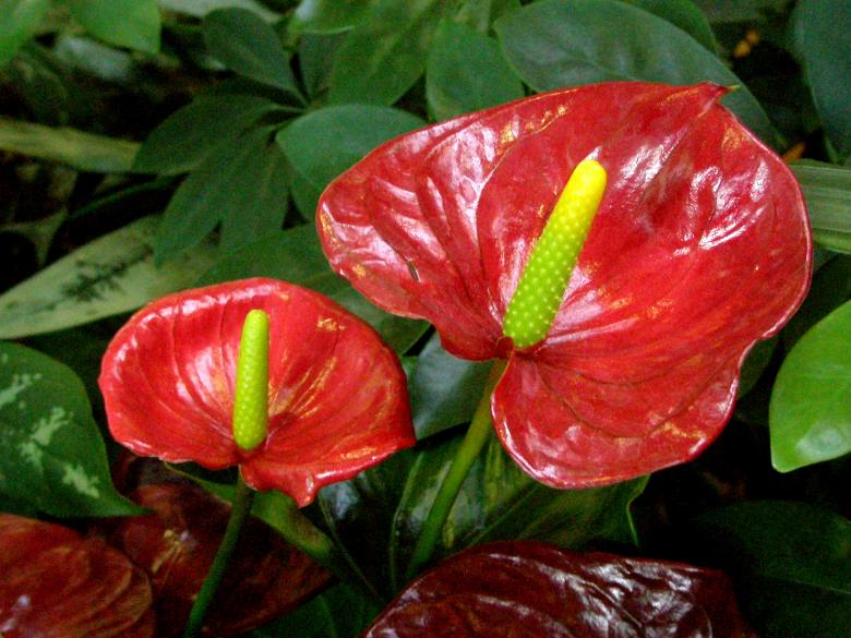 Free stock image of Anthurium created by Michele Moss