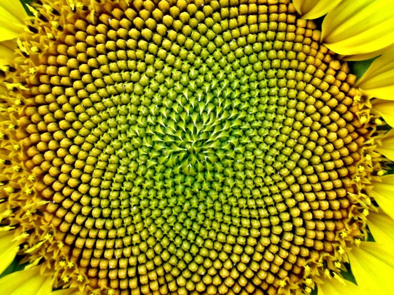 Free stock image of Sunflower created by Michele Moss