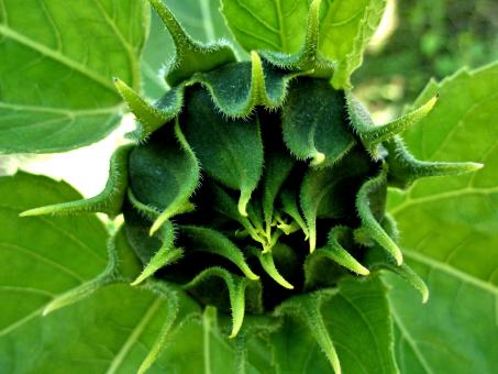 Sunflower Bud - Free Stock Photo