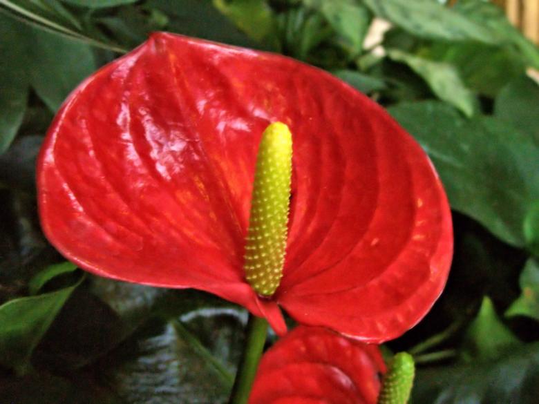 Free stock image of Anthurium created by Michele Moss