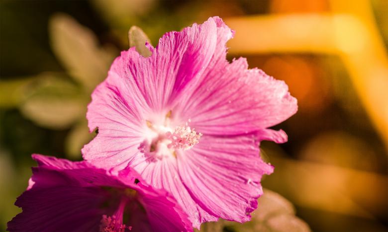 Free stock image of Pink macro flower created by Alen