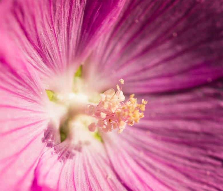 Free stock image of Red flower created by Alen