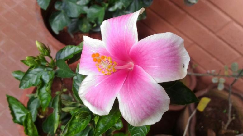 Free stock image of Awesome Pink Flower created by VIJOY M ALEXANDER