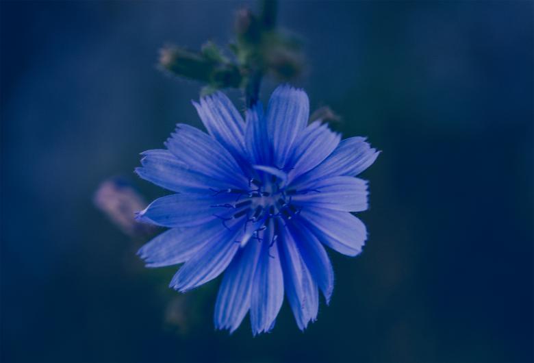 Free stock image of Blue flower created by Alen