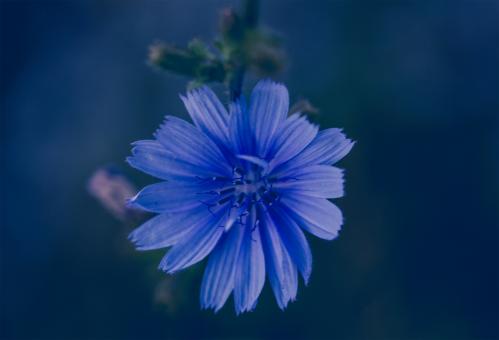 Free Stock Photo of Blue flower