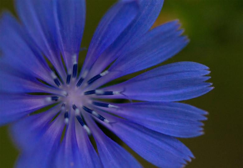 Free stock image of Blue Flower Macro created by Alen