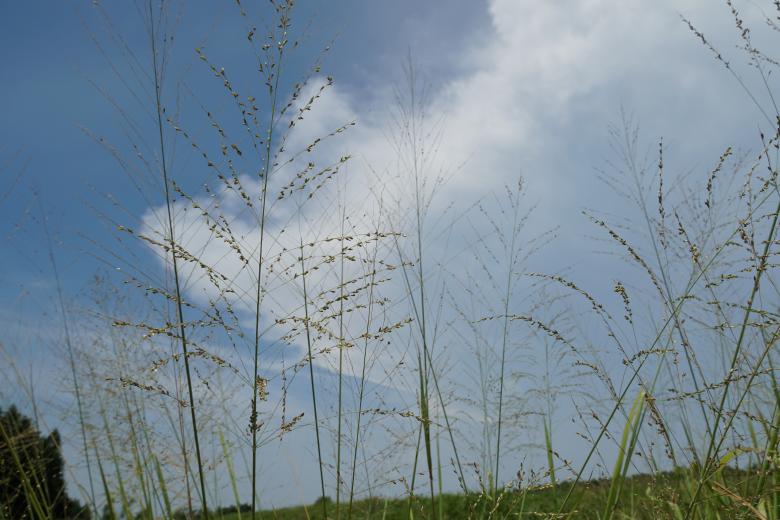 Free stock image of Sky & Plants created by Weng Bee
