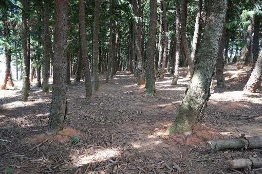 Trees in Taiwan