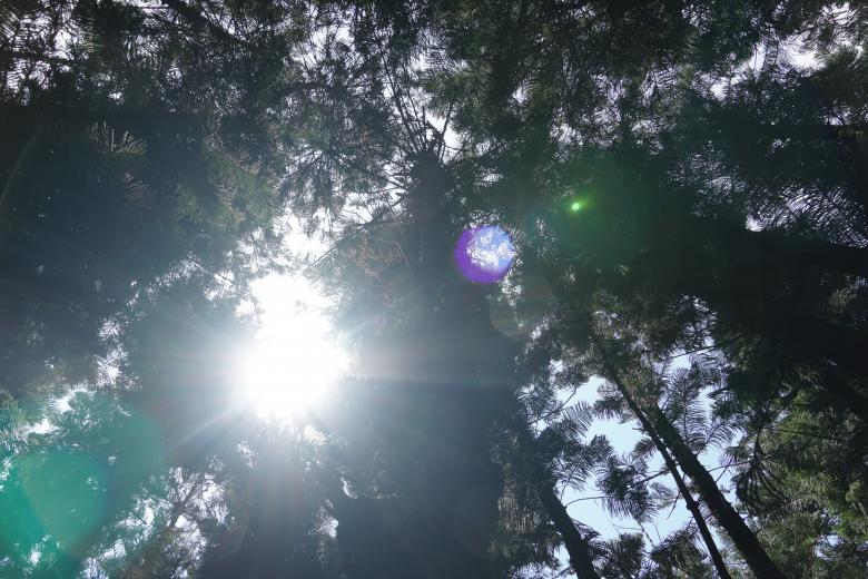 Free stock image of Sunrays in Treetops created by Weng Bee