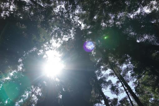 Sunrays in Treetops
