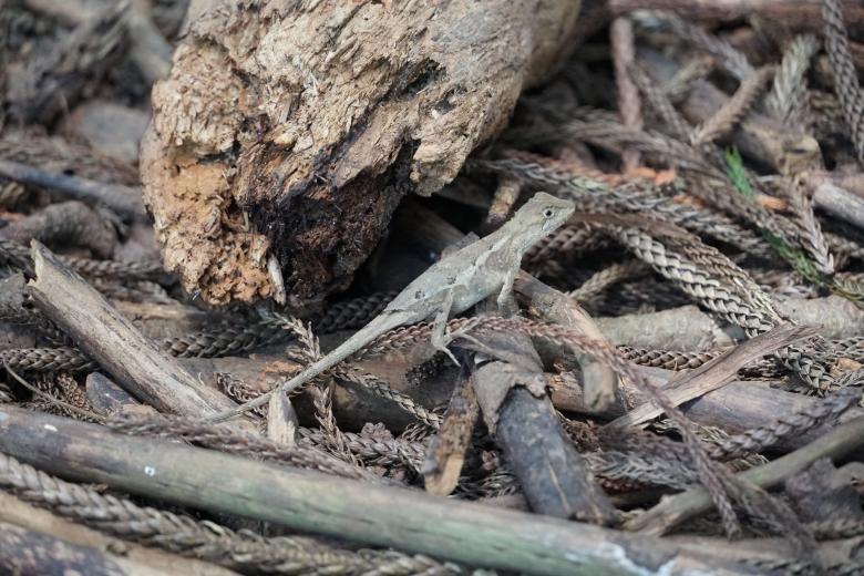 Free stock image of Small Lizard created by Weng Bee