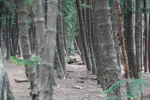 Old Trees in Forest