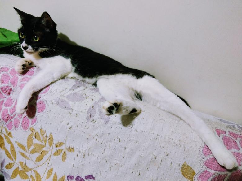Free stock image of Lazy Cat created by Weng Bee