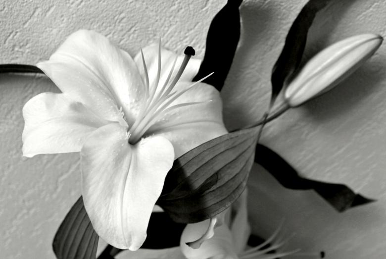 Free stock image of Lily flower in Black and White created by NomeVizualizzato