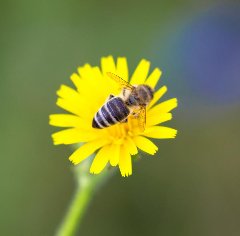Free stock image of Yellow Flower With Bee created by Alen