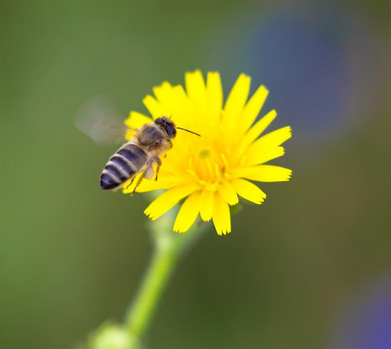 Free stock image of Yellow Flower With Bee created by Alen