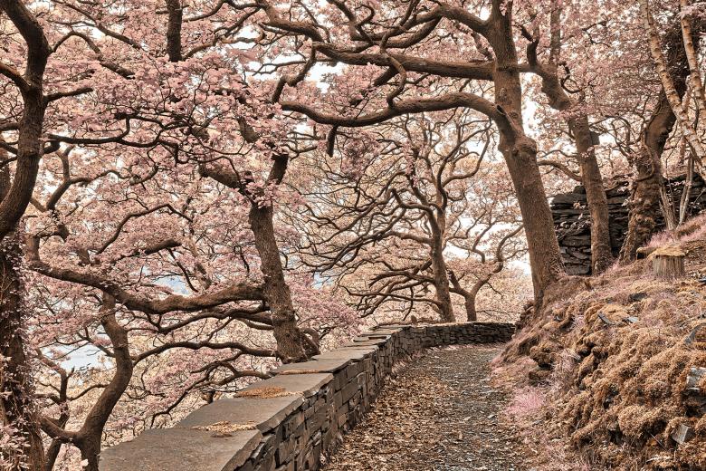 Free stock image of Welsh Fantasy Blossom Trail created by Nicolas Raymond