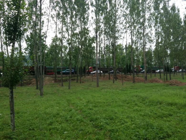 Free stock image of Trees and Grass created by G xm
