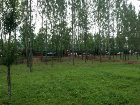 Trees and Grass