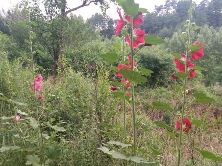 Pink Wild Flowers