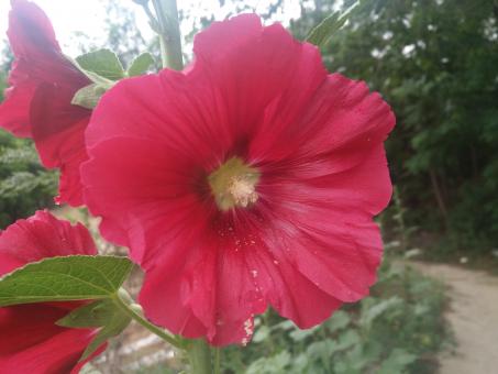 Pink Flower in Bloom - Free Stock Photo